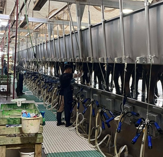 Døgnkontinuerlig melking 3ganger pr dag- 45x2 stall.jpg