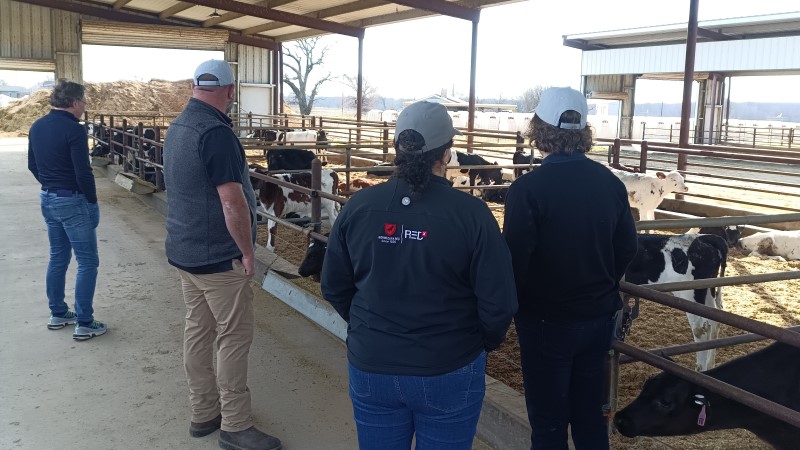 Fine kalver, 22%protein i fòret.jpg