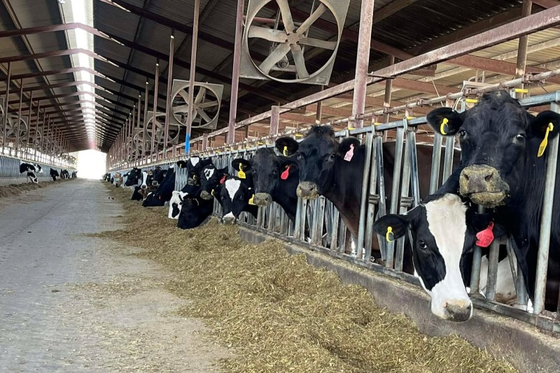 Southern Oak Pastures.jpg