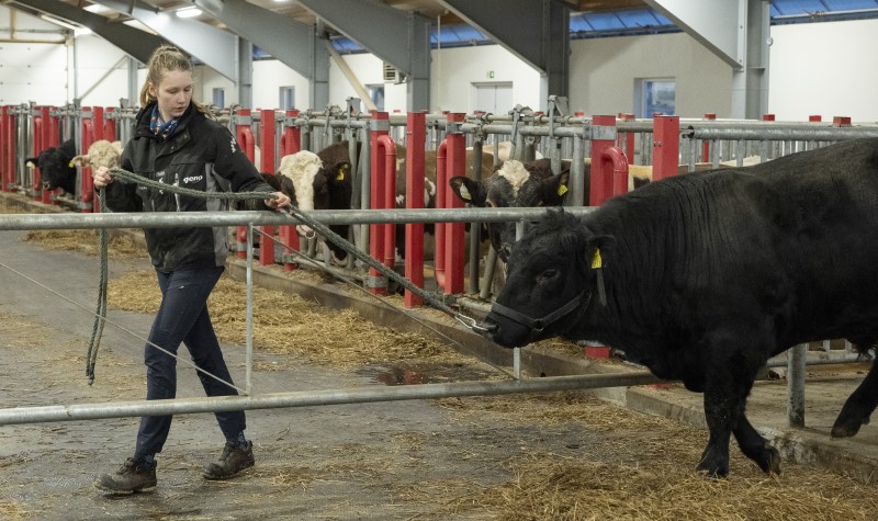 Leie av okse i fjøset på Store Ree.jpg