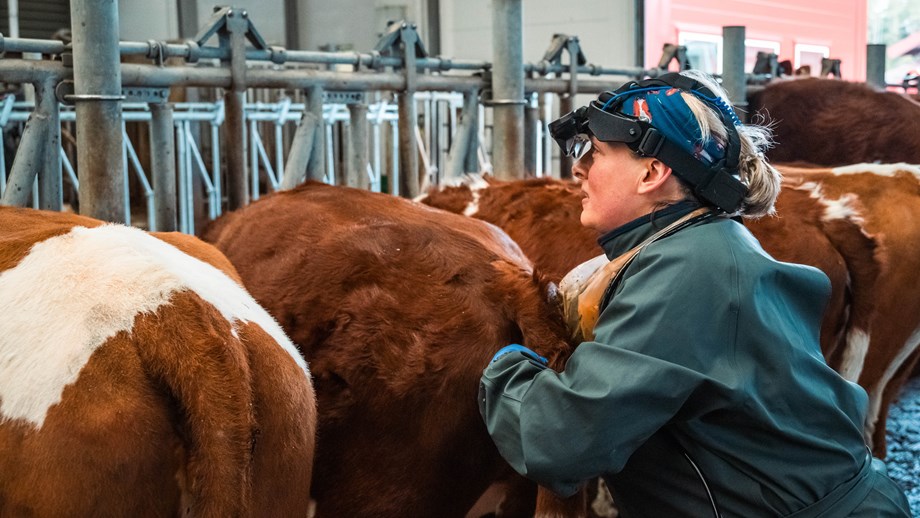 Kviger står i fanghekk på rekke og en av dem blir undersøkt av veterinær.