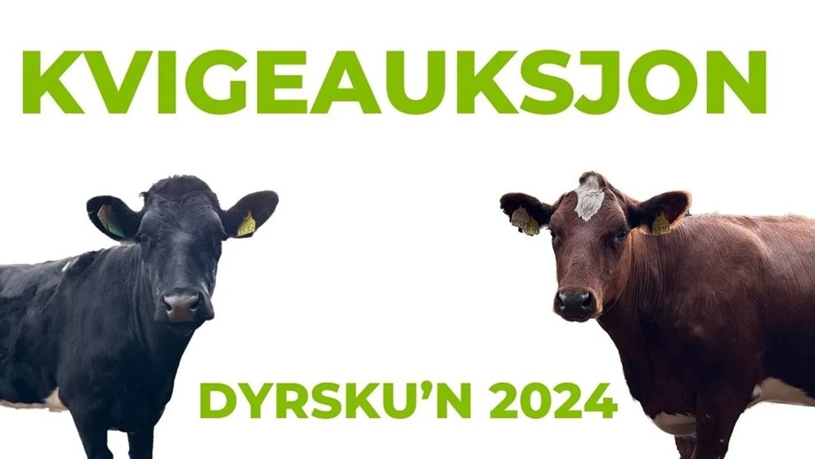 Illustrasjon av elitekvigene med tekst hvor det står Kvigeauksjon og Dyrsku'n 2024