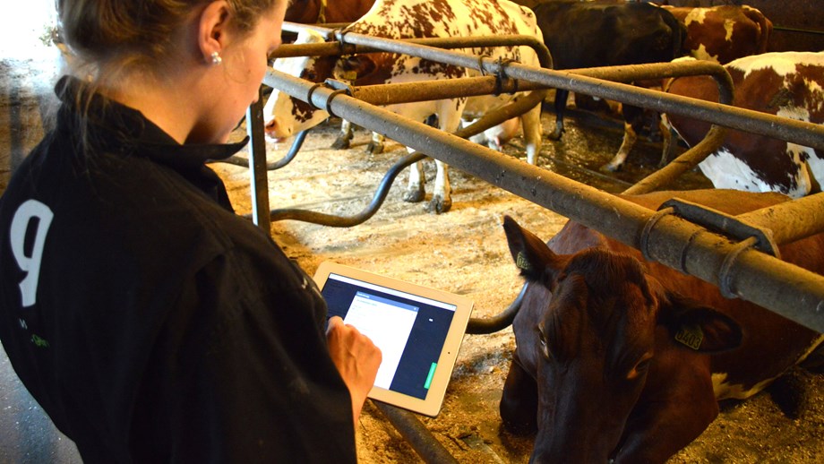 Kursleder Hanna står med ryggen til kamera, har kyr i liggebåser foran seg og ser ned på en ipad med skjermbilde av avlsplan.