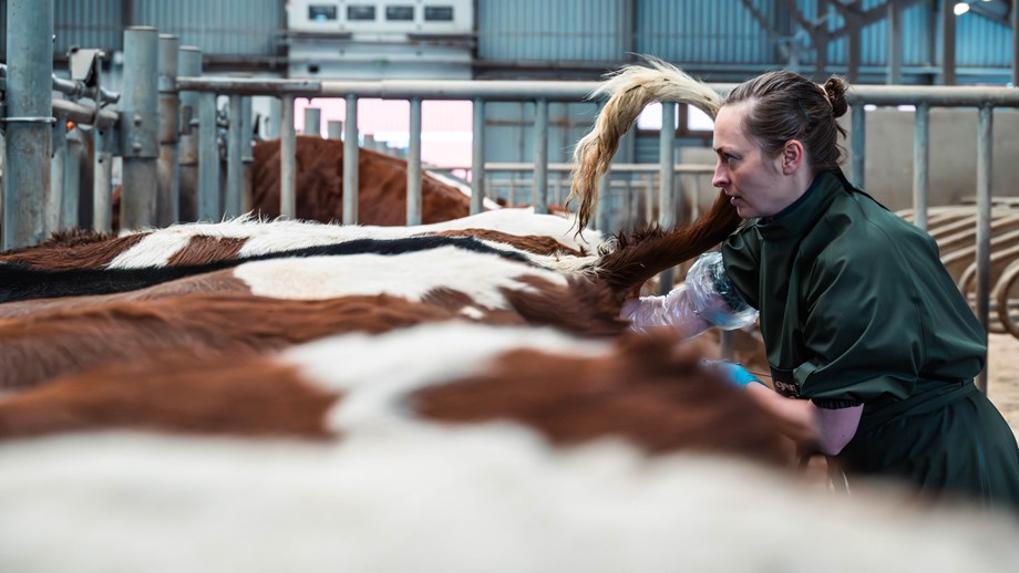 Inseminering av kviger i fjøset på Store Ree.