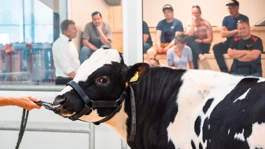 svart og hvit okse i forgrunnen som blir holdt i grimet. I bakgrunnen ses besøkende i fjøset som obseeferer oksen gjennom vinduene i visningsrommet.